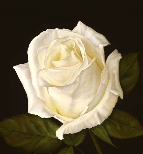 WHITE ROSE 8, oil on canvas, 28 x 26 inches, sold by Royal Aspen ...