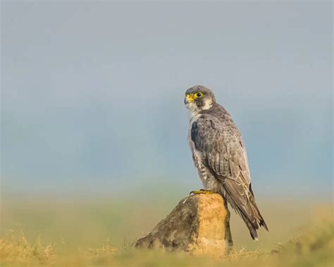 Peregrine Falcon - Facts, Diet, Habitat & Pictures on Animalia.bio