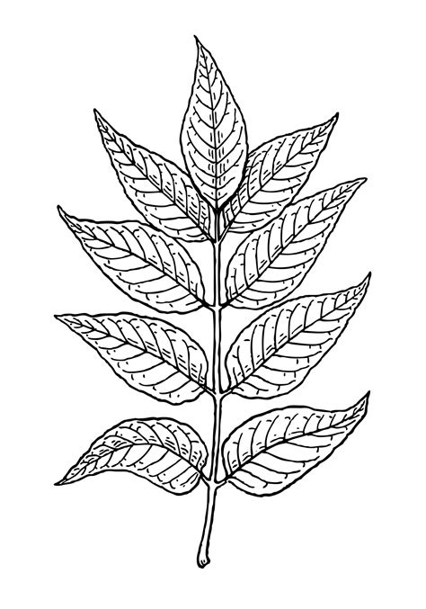 Leaves Of Ash Tree Clipart Free Stock Photo - Public Domain Pictures