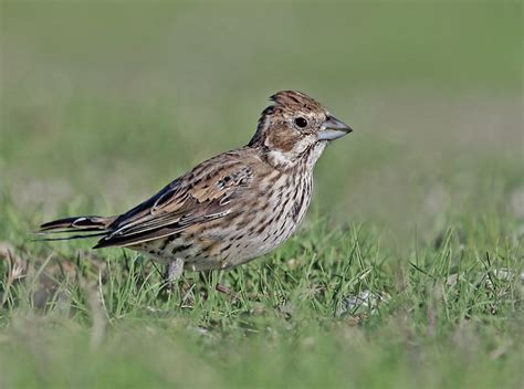 Female Lark Bunting | Flickr - Photo Sharing!