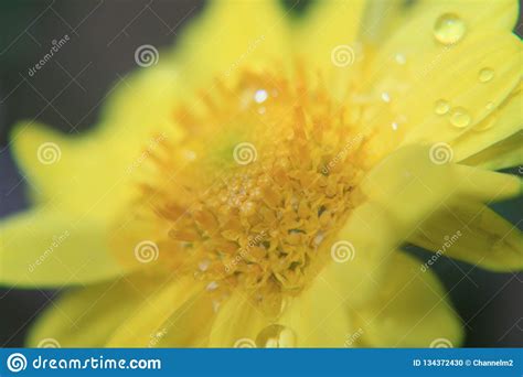 Closeup of Beautiful Yellow Flower,macro Photography,dew Drops or Water Drops on Flower Stock ...