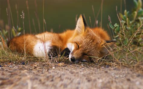 Serene Fox: A Stunning HD Wallpaper