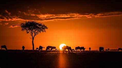 Sunrise in the Maasai Mara (Illustration) - World History Encyclopedia