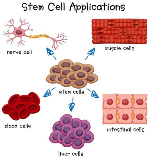 Free Vector | Poster showing different stem cell applications