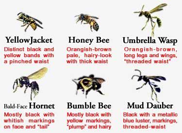 Google Image Result for http://www.camerontermite.com/images/bee-wasp-hornet-compare375x275.jpg ...