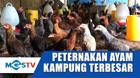 PETERNAKAN AYAM KAMPUNG TERBESAR ADA DI BOGOR - YouTube