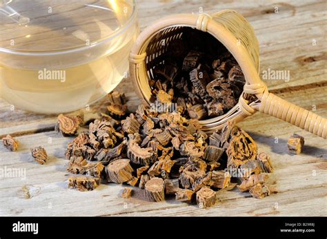 Largeleaf Gentian Root tea / Qin Jiao Stock Photo - Alamy