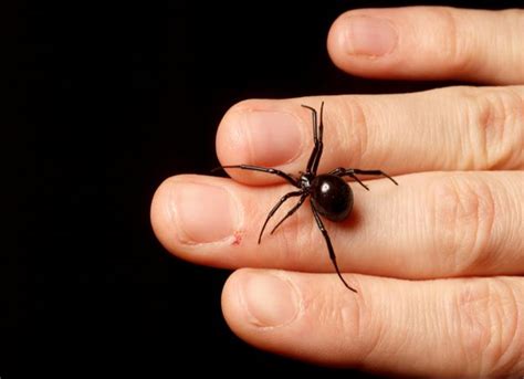 Picadura de araña: estos son los PRIMEROS AUXILIOS en caso de ser víctima - El Mañana de Nuevo ...