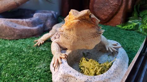 Bearded Dragon Diet - Complete Food List - Reptile Care