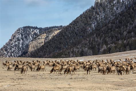 Herd of elk during winter in Wyoming | Yellowstone Nature Photography ...