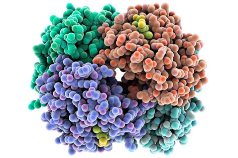 The Function and Structure of Proteins