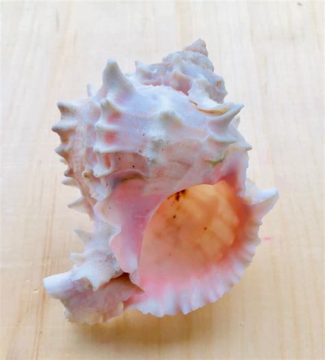 Pink Murex Shell-murex Shell-beach Wedding Decor-crafting - Etsy