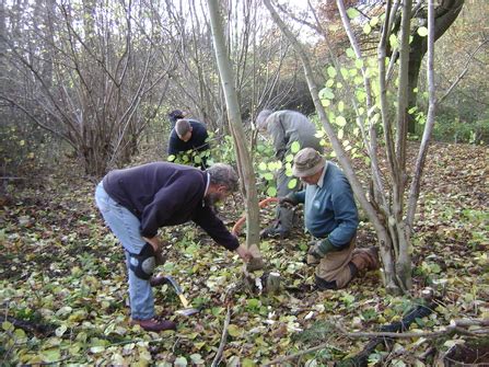 How each stage of the coppice cycle benefits wildlife | Wildlife Trust for Beds Cambs & Northants