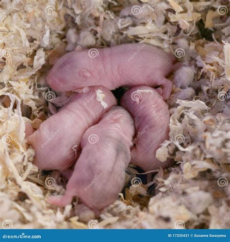 Campbell Dwarf Hamster Babies Stock Image - Image of babies, pheodopus: 17335431