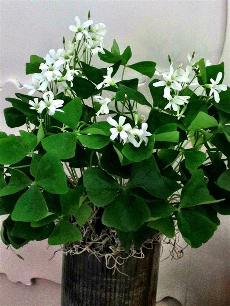 Bank of Flowers: Shamrock Plant