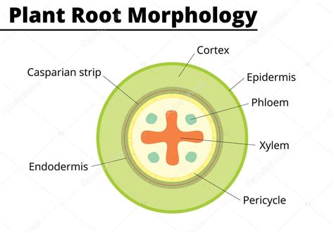 Diagrama de morfología de raíces vegetales. Las estructuras se presenta a la raíz vegetal ...