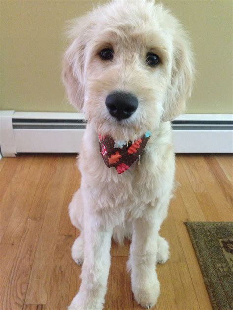 puppy cut #goldendoodle | Goldendoodle grooming, Goldendoodle, Goldendoodle puppy