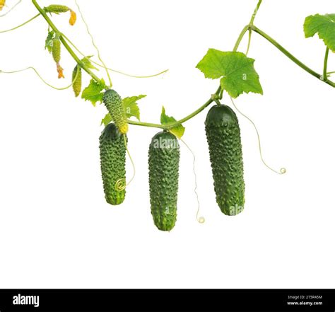 Cucumber plant. Cucumber with leafs and flowers isolated on white ...