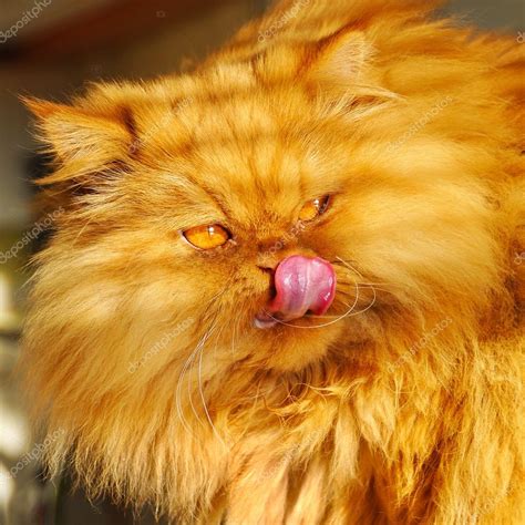 Fat white persian cat | Huge fat cat Persian. Cat licking — Stock Photo © zannaholstova #66059409