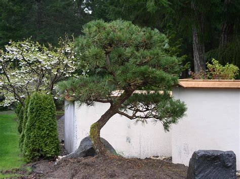 Japanese Black Pine | Coniferous Forest