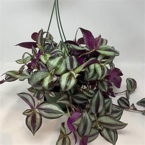 8" Tradescantia Zebrina Hanging Basket - Red Gem - Flowers Talk Tivoli