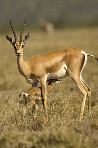 Africa | A female Grant's gazelle nursing her baby in a field. Samburu ...