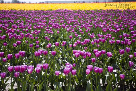 Jessica Keener Photography : The Skagit Valley Tulip Festival • Mount Vernon, WA