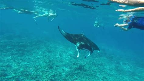 Manta rays at Maldives - YouTube