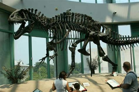 Acrocanthosaurus | Prehistoric animals, Dinosaur fossils, Prehistoric creatures