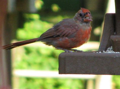 Juvenile male Cardinal | Animals, Male, Cardinal