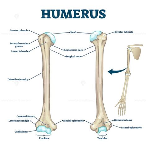 Humerus bone labeled vector illustration diagram - VectorMine