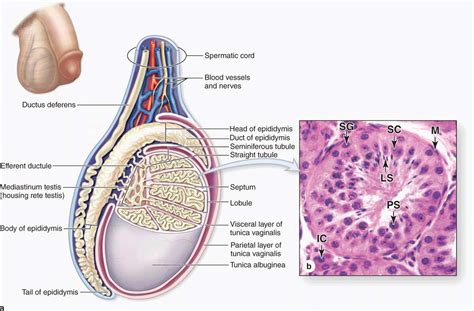 Testis Interstitial Cells