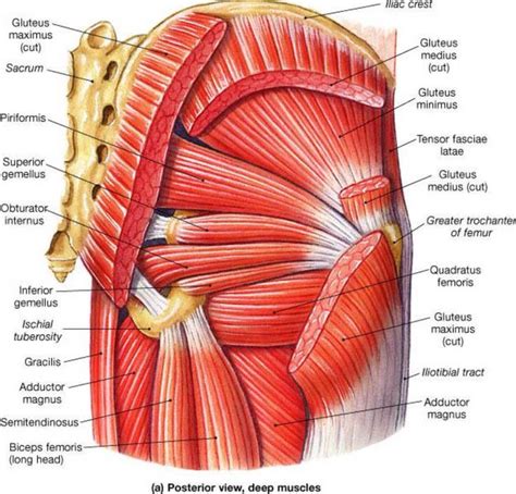 Posterior deep muscles of the pelvis | school stuffs | Pinterest ...