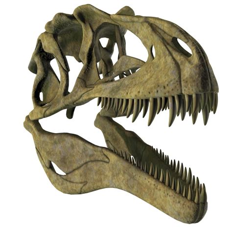 Acrocanthosaurus dinosaur fossil head. Poster Print by Corey Ford/Stocktrek Images - Walmart.com ...