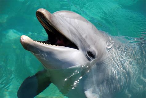 Laughing Dolphin | Kris Taeleman | Flickr