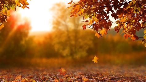 Fall Foliage 2022 DC Maryland Virginia | wusa9.com