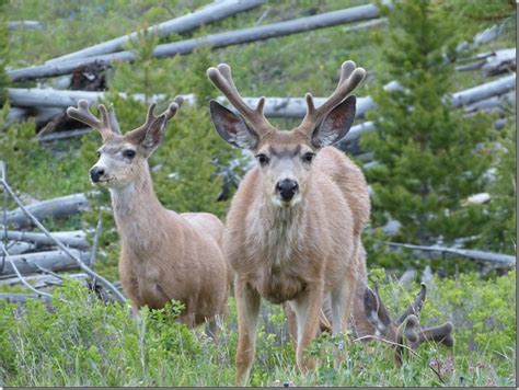 yellowstone_deer2.jpg_thumb.jpg - Living in Stuttgart