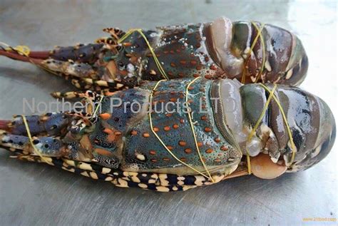 Ornate Spiny Lobster (Panulirus Ornatus),Canada NP price supplier - 21food