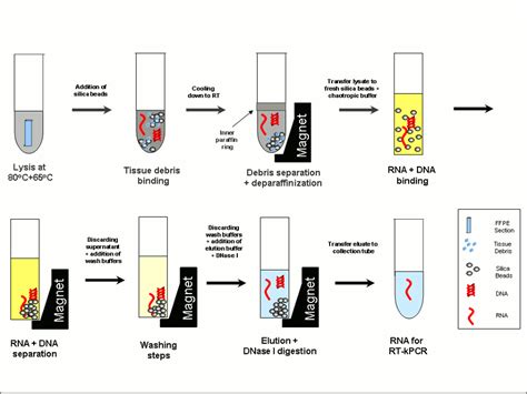 DNA/RNA extraction from FFPE tissue samples