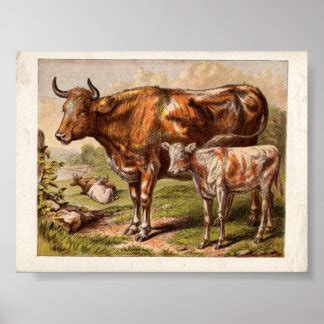 Vintage Cow Posters | Zazzle