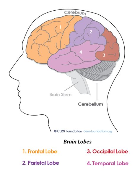 Spine and Brain Tumor and Anatomy | CERN Foundation