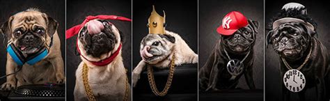 Pug Dressed in 80s and 90s Hip Hop Outfits - Design Swan