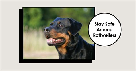 How to Prevent Rottweiler Bites: A Complete Guide