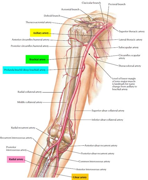 Brachial Artery and Deep Brachial Artery - Location, Pulse, Function