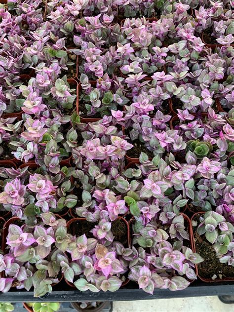 Callisia Repens Tradescantia Pink Panther Pink Lady / Pink - Etsy Ireland