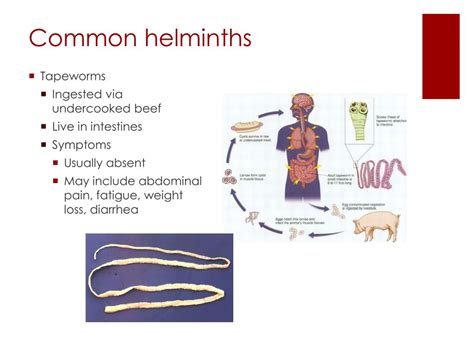 PPT - Helminth Infections PowerPoint Presentation, free download - ID:394312