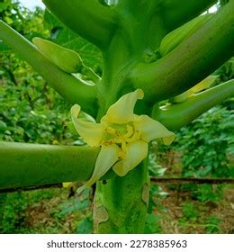 Papaya Bloom Female Flowers After Pollination Stock Photo 2278385963 | Shutterstock