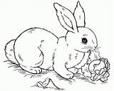20  Free Printable Rabbit Coloring Pages EverFreeColoringcom sketch template