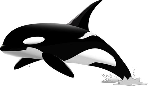 Orca Clipart - 39 cliparts