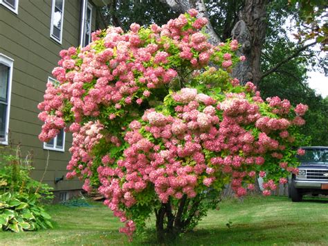 Garden Dream: Marvelous Hydrangeas Bloom All Summer and Fall